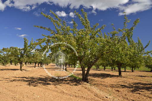 Orchard