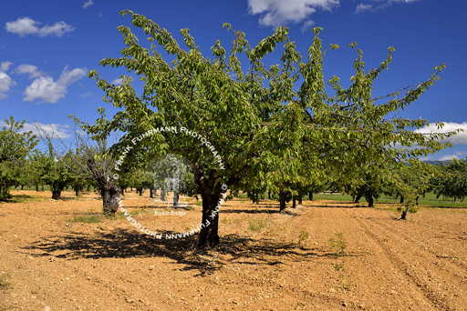 Orchard