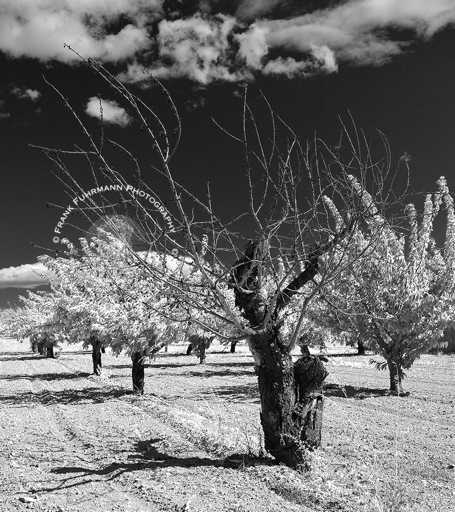 Orchard