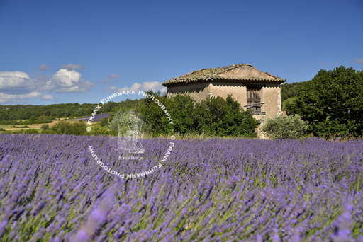 Lavender Fields