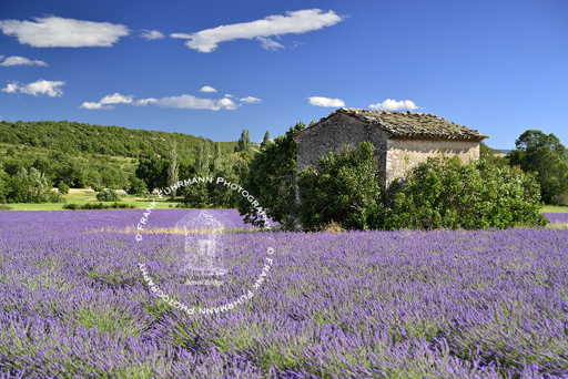 Lavender Fields