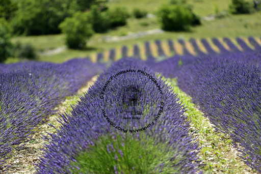 Lavender Fields