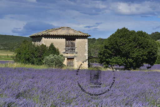 Lavender Fields
