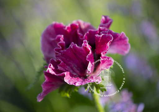 Flower Collection