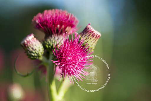 Flower Collection