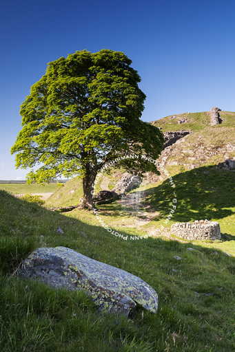 Sycamore Gap