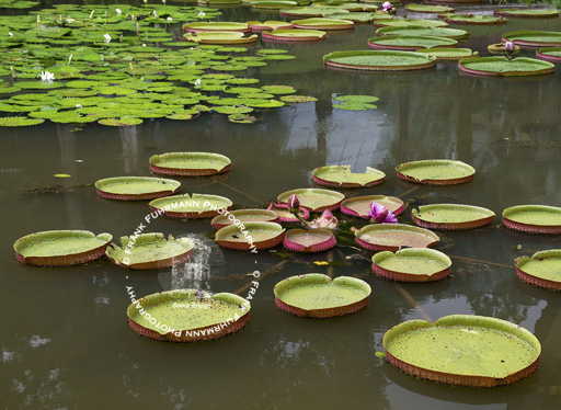 Botanical Gardens