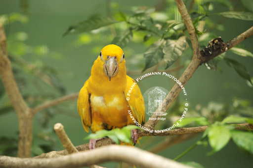 Jurong Bird Park