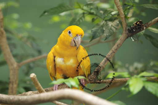Jurong Bird Park
