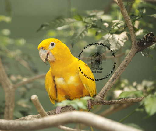 Jurong Bird Park