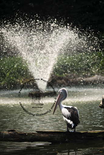 Jurong Bird Park