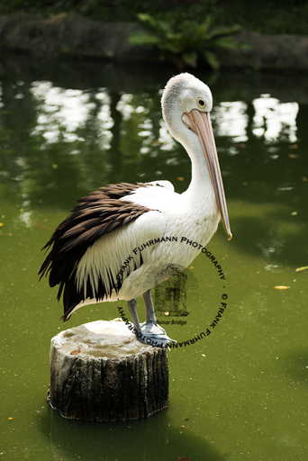 Jurong Bird Park